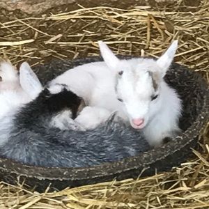 Meet your Posher, Candice